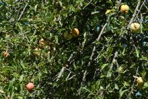 Apple Trees at China Flat Recreation Area