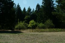 Orchard at China Flat Recreation Area