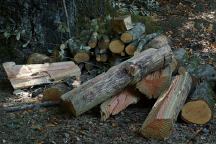 Wood Pile