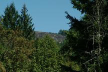Tree Farm