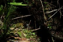 Stream