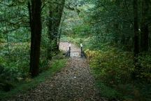 Trail at Sunshine Bar Campground