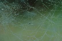 Spider Web Covered wit the Morning Dew