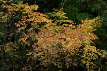 Fall colors at Sunshine Bar Campground