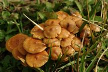 Mushrooms near Glenada Cemetery
