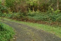 Dispersed Campsite