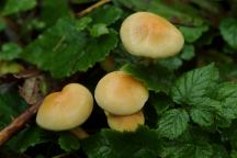 Mushrooms at Dispersed Campsite