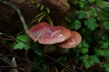 Mushrooms at North Lake