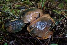 Mushrooms at North Lake