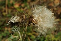 Weeds on Road 56