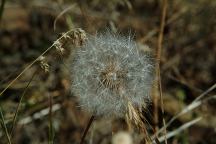 Dandelion