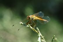 Dragon Fly at Smith Rock