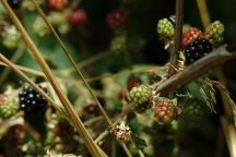 Chimney Flat Blackberries