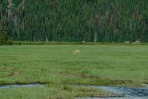 Deer in meadow near Sparks Lake