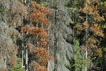 Dead trees...