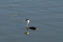 Malheur Reservoir Bird