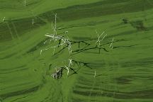 Slime on Malheur Reservoir