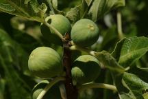 Fig Orchard Campground