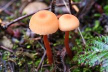 Mushrooms at Aldrich Lake