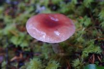 Mushrooms at Aldrich Lake