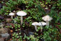 Mushrooms at Aldrich Lake