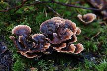 Mushrooms at Aldrich Lake