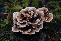 Mushrooms at Aldrich Lake