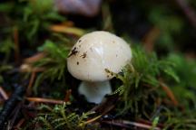 Mushrooms at Aldrich Lake