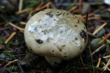 Mushrooms at Aldrich Lake