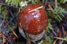 Mushrooms at Aldrich Lake