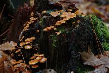 Mushrooms at Dewatto Park