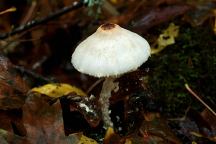 Mushrooms at Dewatto Park
