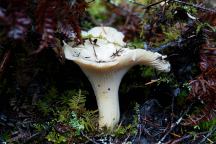 Mushroom on Hahobas Way