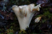 Mushroom on Hahobas Way