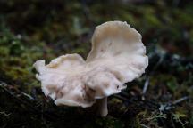 Mushroom on Hahobas Way