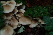 Mushrooms at Scenic Beach Campground