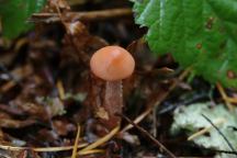 Mushrooms at Camp Spillman