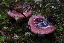 Mushrooms at Camp Spillman