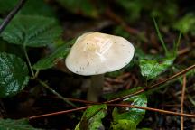 Mushrooms at Camp Spillman