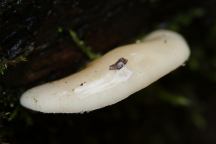 Mushrooms at Camp Spillman