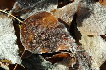 Frost on the fallen leave