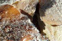 Frost on the fallen leave