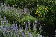 Wildflowers at Alder Springs