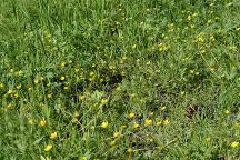 Wildflowers at Alder Springs