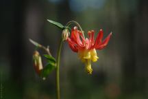 Wildflowers at Alder Springs