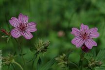 Wildflowers at Alder Springs