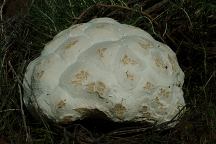 Giant Mushroom