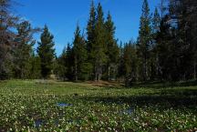 Flowers at Three Creeks Meadow Horse Camp