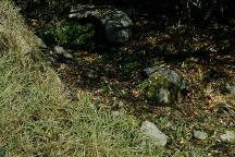 Buckeye Springs