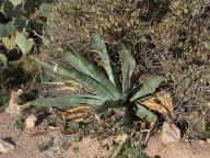 Cactus near Tortilla Flat